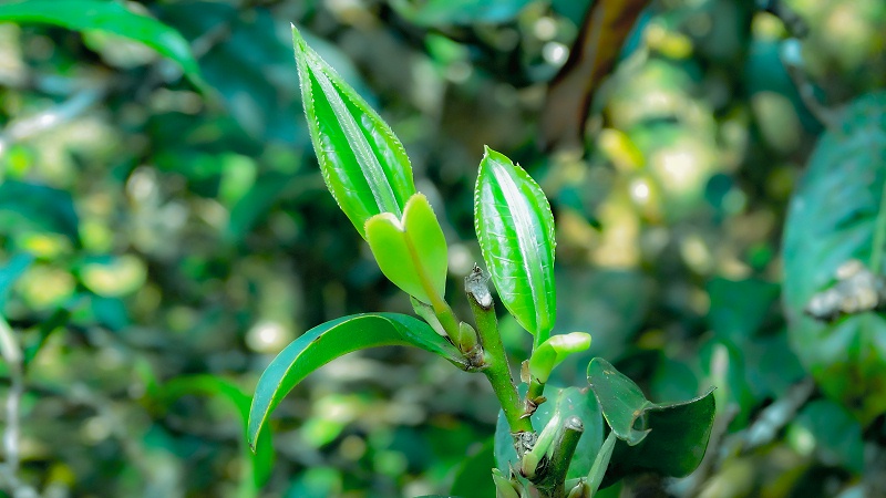茶山生態環境