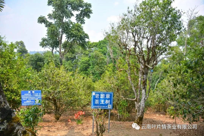 老班章茶王樹