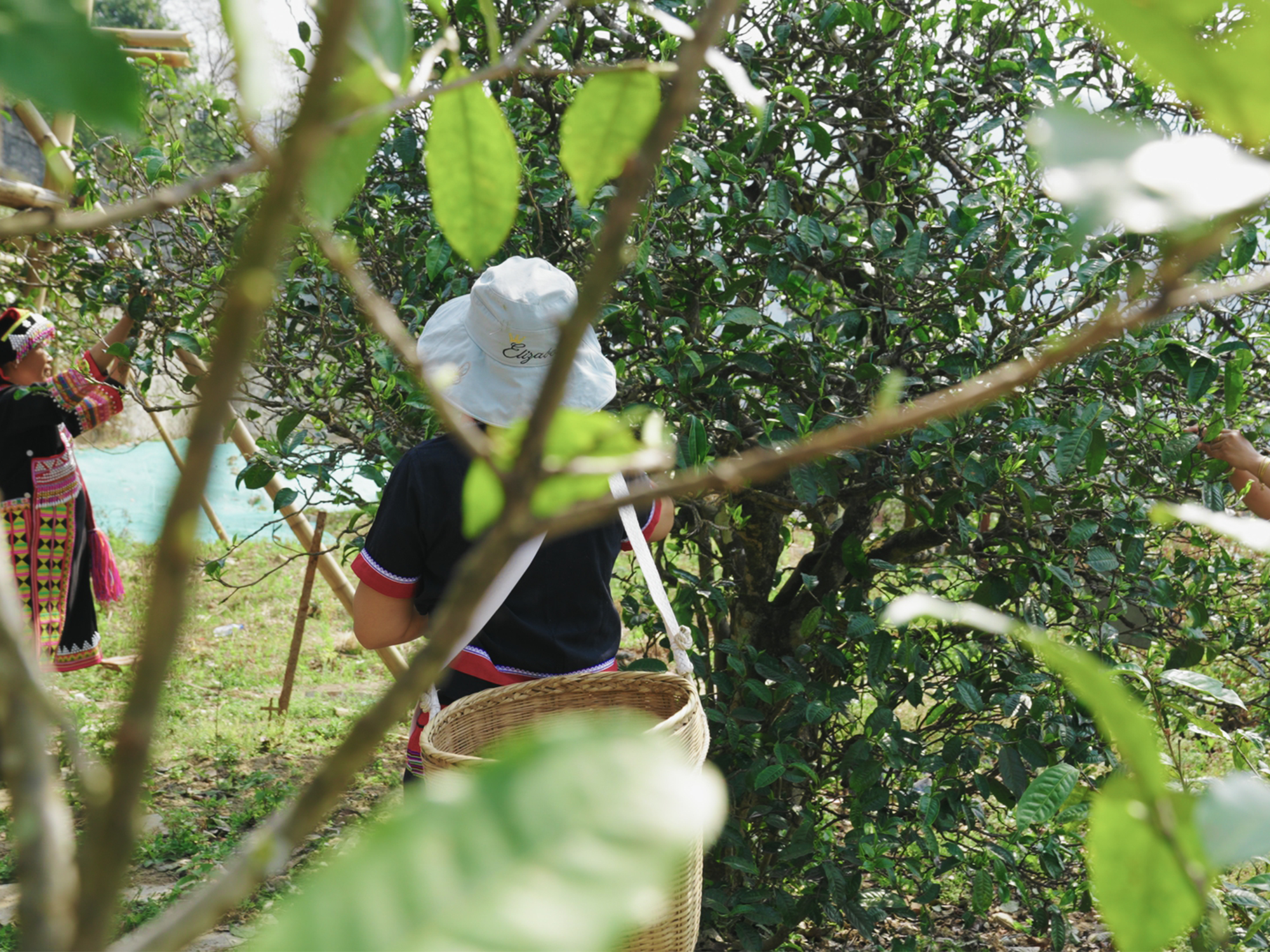普洱茶樹