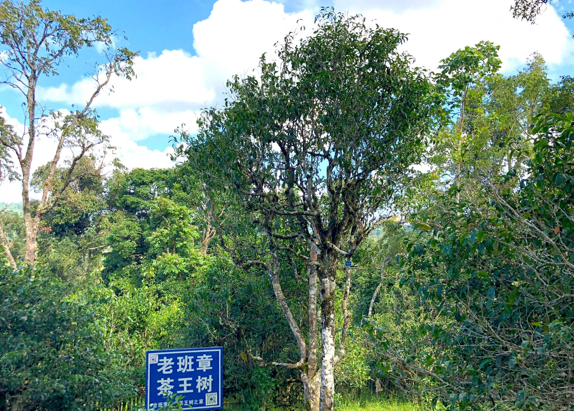 老班章樹種