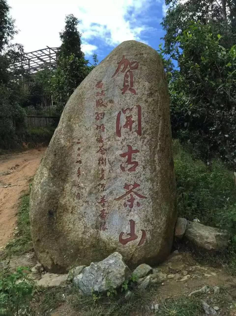 賀開古茶山