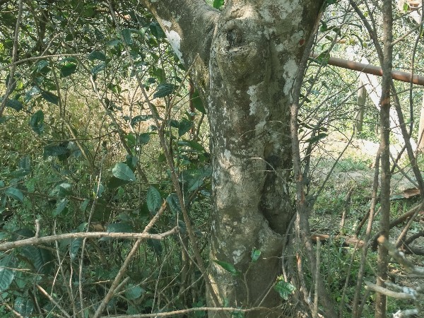 古樹(shù)茶