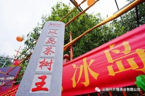 冰島茶王樹(shù)