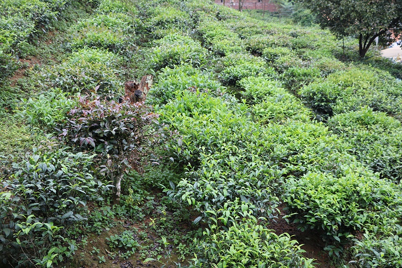云南矮化茶樹